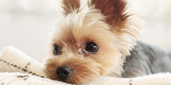愛犬と同伴可能
