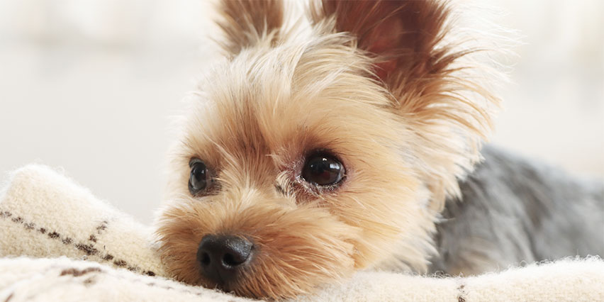 愛犬と同伴可能