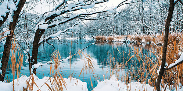 鳥沼公園の緑の沼